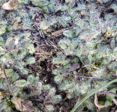 Riccia crinita