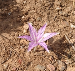 Colchicum variegatum