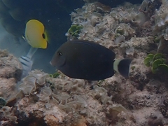 Acanthurus blochii