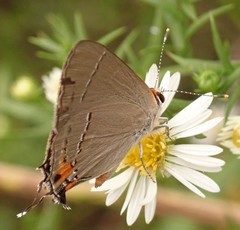 Strymon melinus