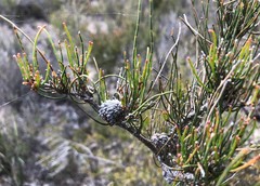 Allocasuarina pusilla