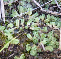 Riccia