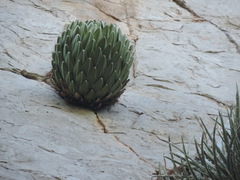 Agave victoriae-reginae swobodae