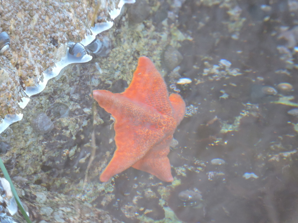 Bat Star from Pacific Grove, California, EE. UU. on December 26, 2017