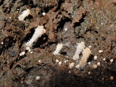 Stilbella fimetaria