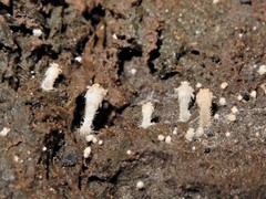 Stilbella fimetaria