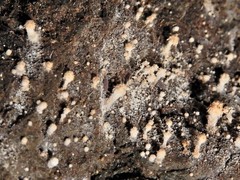 Stilbella fimetaria