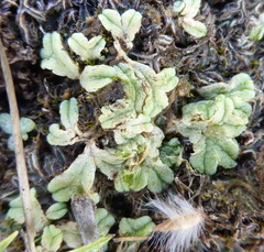 Riccia