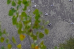 Larus schistisagus