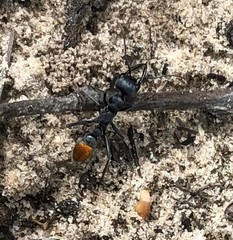 Myrmecia mandibularis