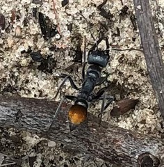Myrmecia mandibularis