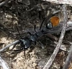 Myrmecia mandibularis