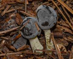 Mycena griseoviridis