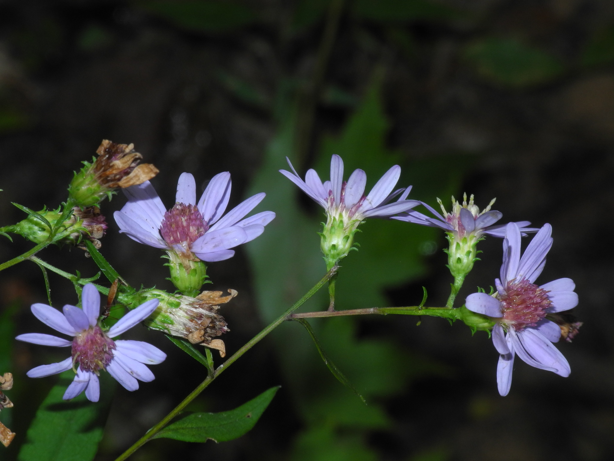 Symphyotrichum retroflexum