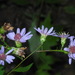 Rigid Whitetop Aster - Photo (c) Michael J. Papay, some rights reserved (CC BY), uploaded by Michael J. Papay