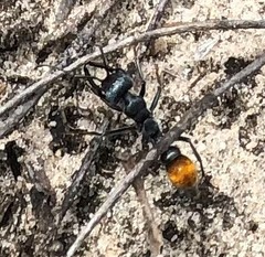 Myrmecia mandibularis