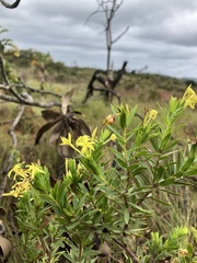 Lasiosiphon triplinervis