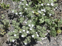 Nolana aplocaryoides