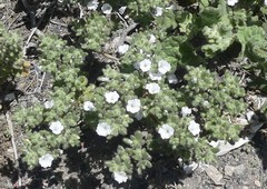 Nolana aplocaryoides