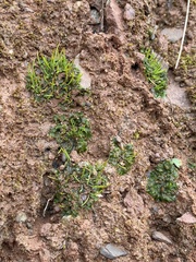 Phaeoceros carolinianus