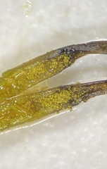 Phaeoceros carolinianus