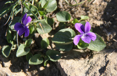 Viola adunca adunca