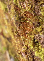 Dicranella subulata