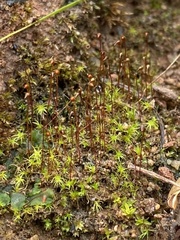 Dicranella subulata