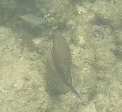 Canthigaster amboinensis