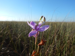 Calopogon tuberosus simpsonii
