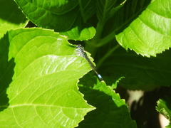 Acanthagrion hildegarda