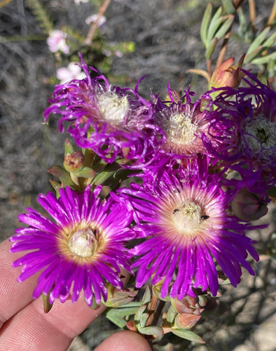 Changing Brightfig (Lampranthus mutans)