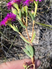 Lampranthus mutans