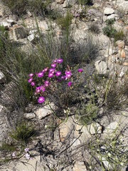 Lampranthus mutans
