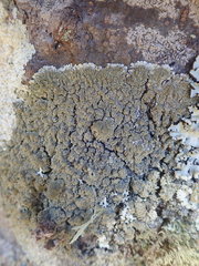 Hypotrachyna imbricatula