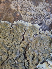 Hypotrachyna imbricatula