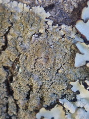 Hypotrachyna imbricatula