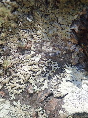 Hypotrachyna imbricatula