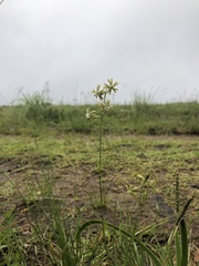 Silene burchellii multiflora