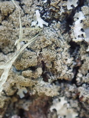 Hypotrachyna imbricatula