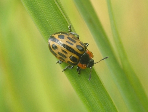 Distant Leaf Beetle