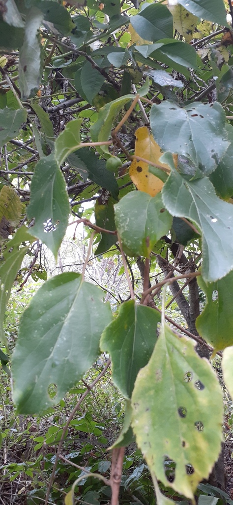 Actinidia arguta, Русский, Приморский край, Россия
