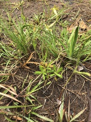 Silene burchellii multiflora