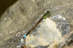 Ischnura saharensis