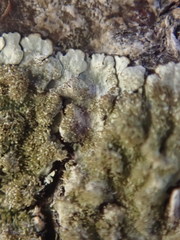 Hypotrachyna imbricatula