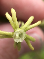 Silene burchellii multiflora