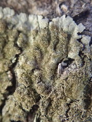 Hypotrachyna imbricatula