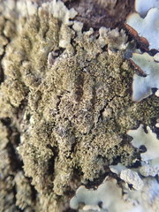 Hypotrachyna imbricatula