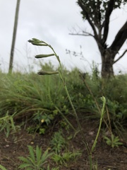 Silene burchellii multiflora