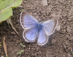 Glaucopsyche lygdamus